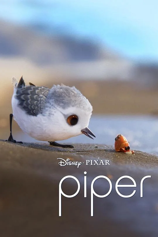 鹬 Piper